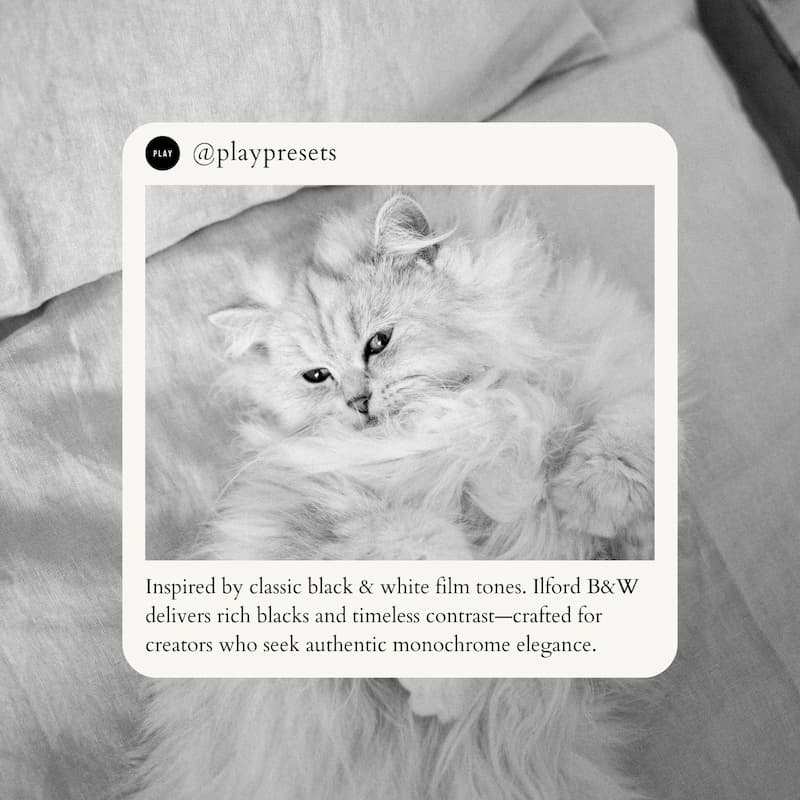 White cat lying edited with Ilford B&W Look Video LUTs.
